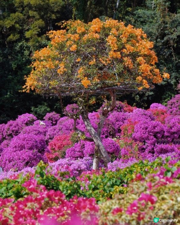 💐我愛花花💐之深圳蓮花山簕杜鵑花展🌸#深圳花海😍