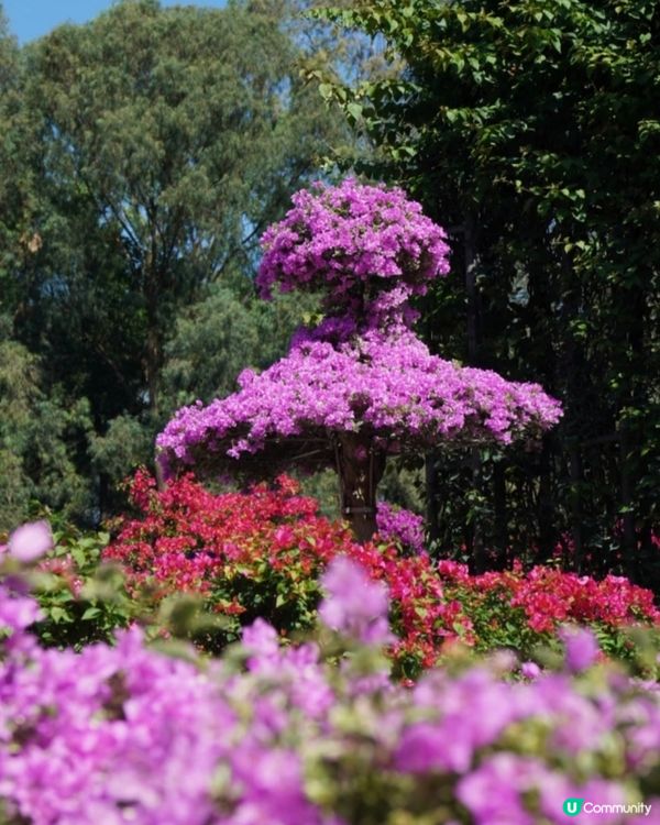 💐我愛花花💐之深圳蓮花山簕杜鵑花展🌸#深圳花海😍