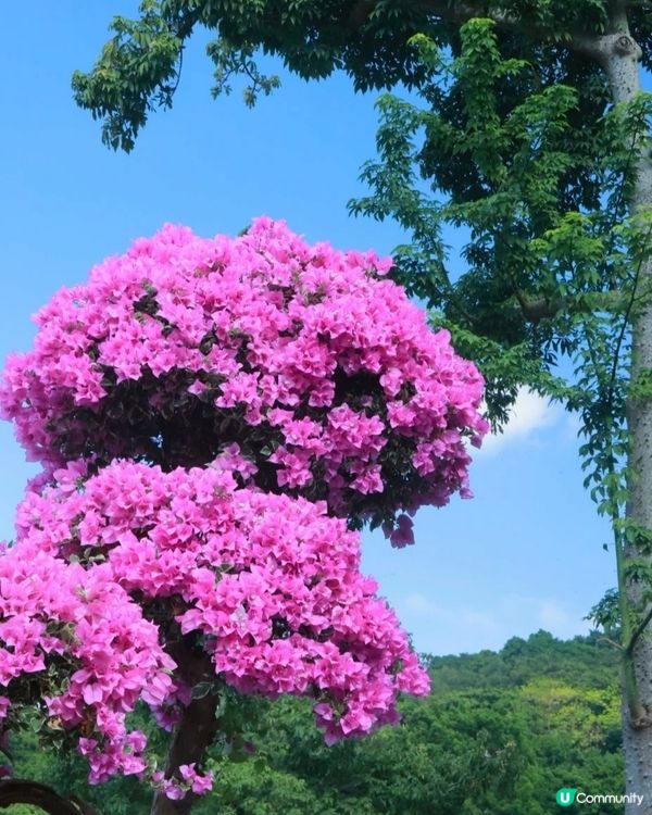 💐我愛花花💐之深圳蓮花山簕杜鵑花展🌸#深圳花海😍