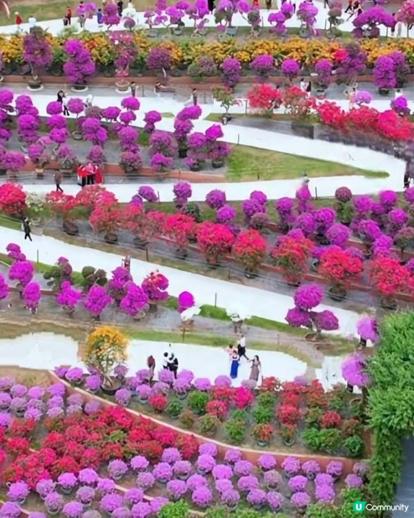 💐我愛花花💐之深圳蓮花山簕杜鵑花展🌸#深圳花海😍