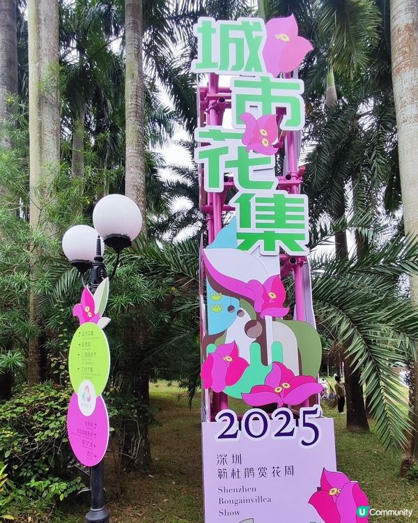 💐我愛花花💐之深圳蓮花山簕杜鵑花展🌸#深圳花海😍