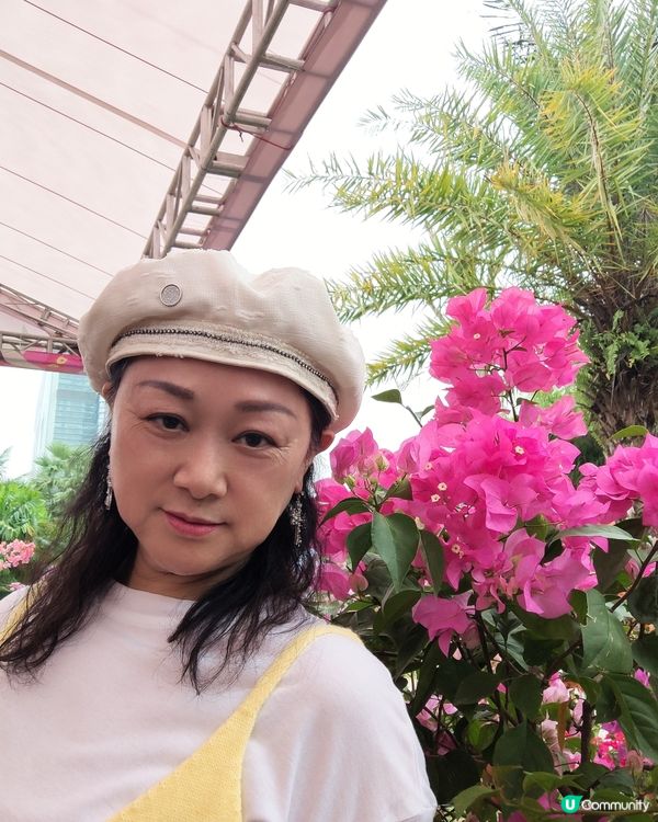 💐我愛花花💐之深圳蓮花山簕杜鵑花展🌸#深圳花海😍