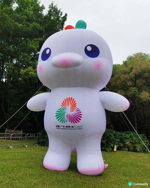 💐我愛花花💐之深圳蓮花山簕杜鵑花展🌸#深圳花海😍