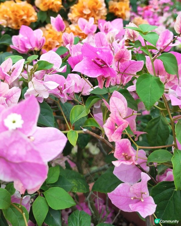 💐我愛花花💐之深圳蓮花山簕杜鵑花展🌸#深圳花海😍