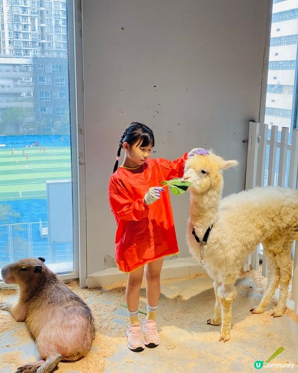 Lollypet寵萌樂園 假日親子遊