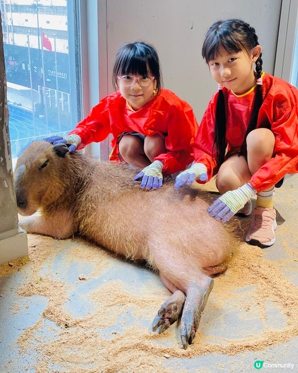 Lollypet寵萌樂園 假日親子遊