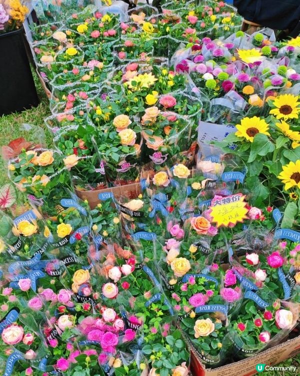 💐我愛花花💐之深圳蓮花山簕杜鵑花展🌸#深圳花海😍