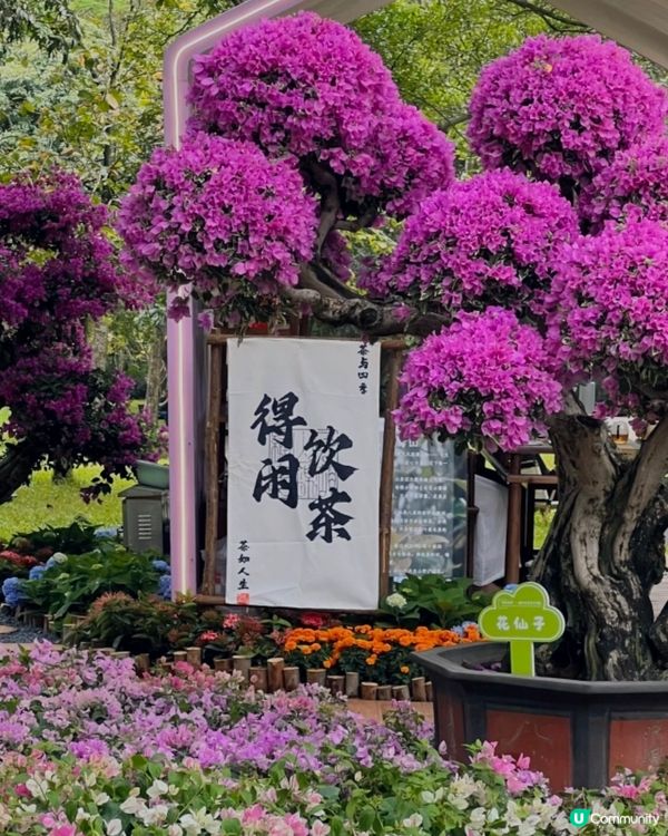 💐我愛花花💐之深圳蓮花山簕杜鵑花展🌸#深圳花海😍