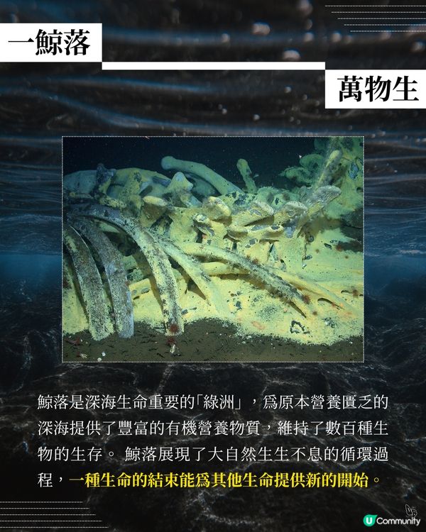 鯨魚復仇記！深海惡魔😈 