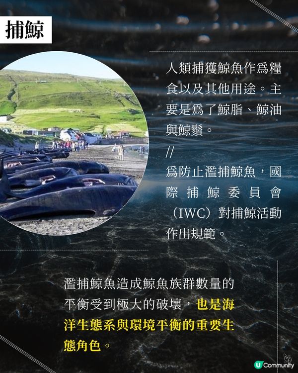 鯨魚復仇記！深海惡魔😈 