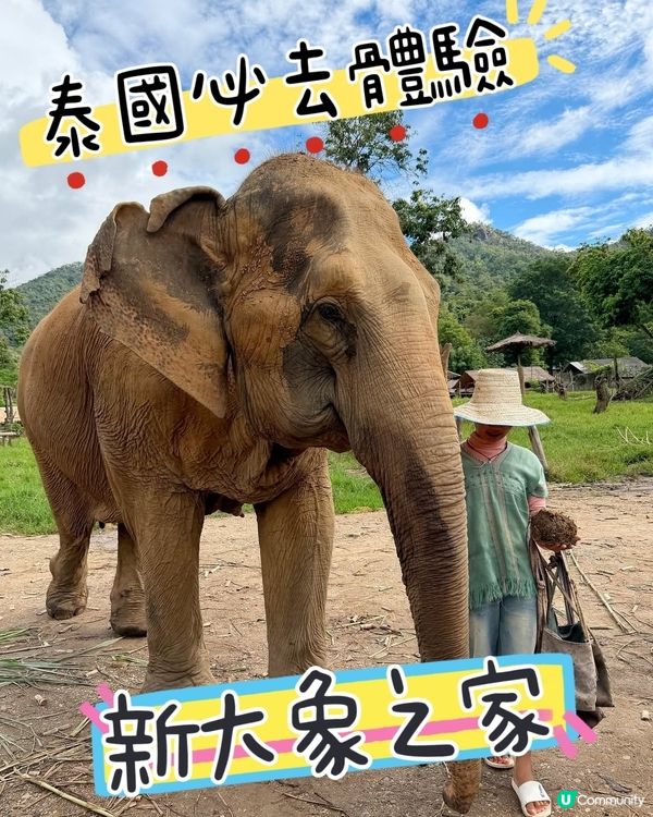 清邁親親象🐘！零距離接觸超溫柔巨獸！💖