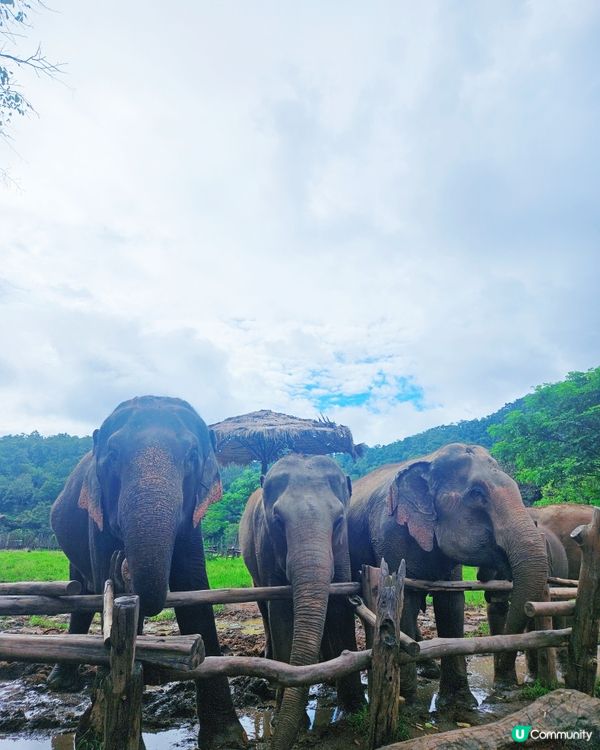 清邁親親象🐘！零距離接觸超溫柔巨獸！💖