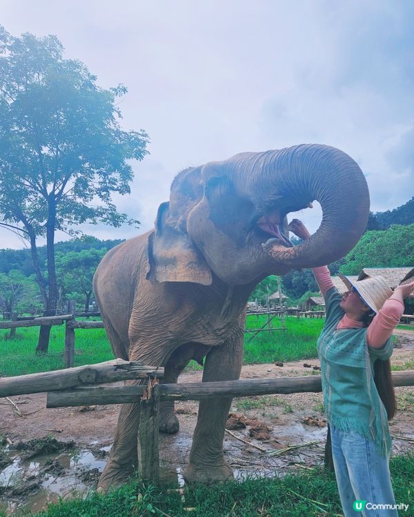 清邁親親象🐘！零距離接觸超溫柔巨獸！💖
