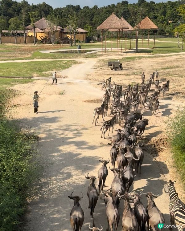 長隆酒店勁減！聖誕假期都啱玩！🎄🏨
