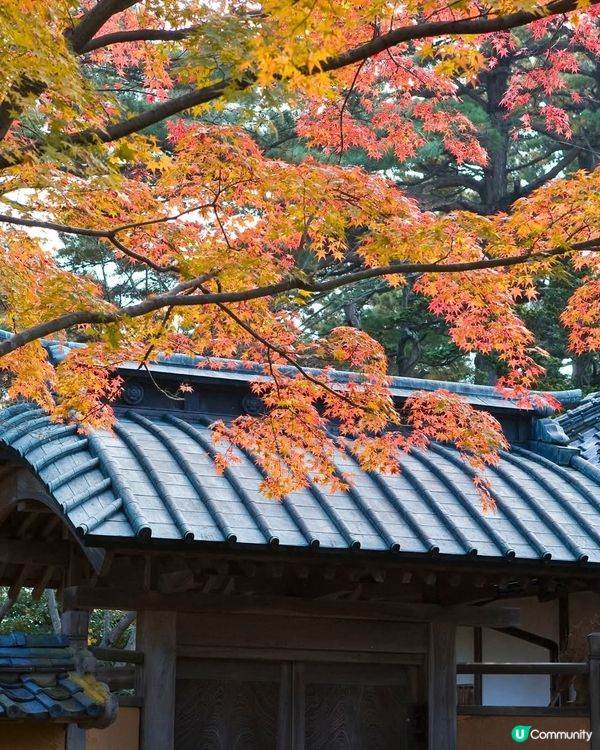 新潟紅葉🍁！北方文化博物館🤩