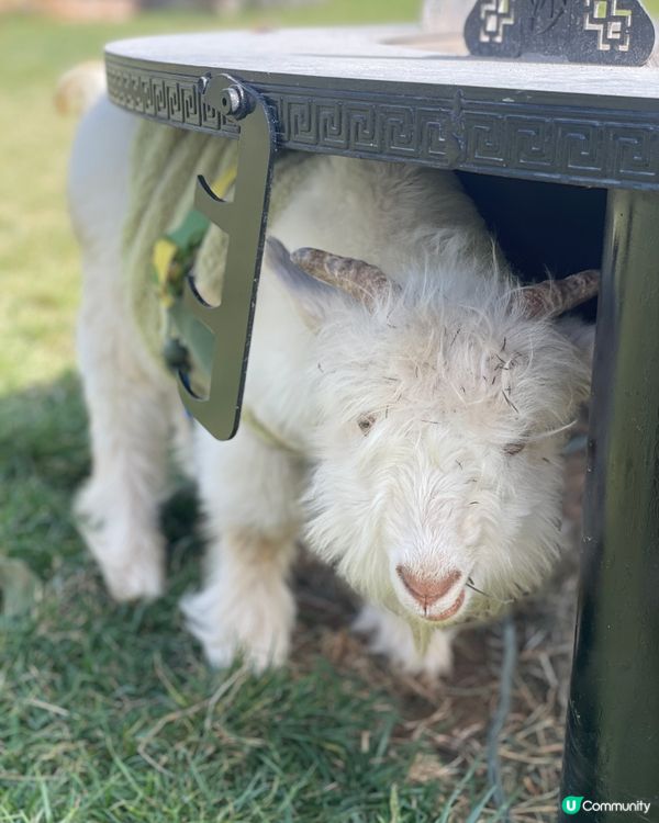 民宿寵客到癲！雪山湯池♨️😍