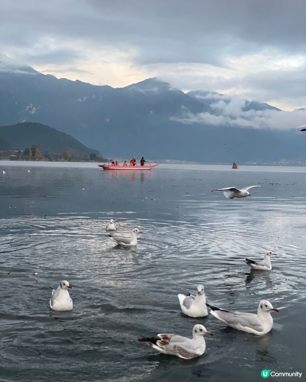 瀘沽湖晨霧仙境之旅 ☁️ 水性楊花超夢幻！🌸