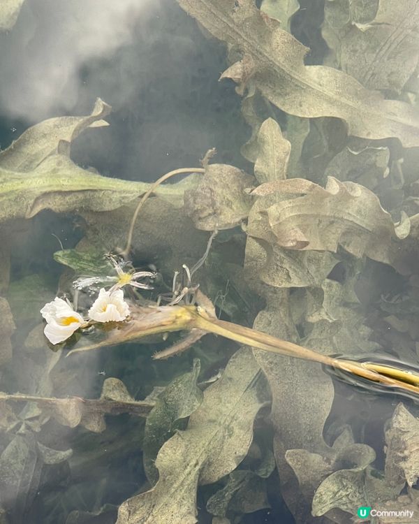 瀘沽湖晨霧仙境之旅 ☁️ 水性楊花超夢幻！🌸