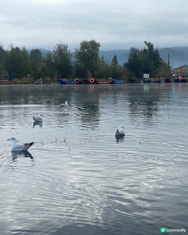 瀘沽湖晨霧仙境之旅 ☁️ 水性楊花超夢幻！🌸