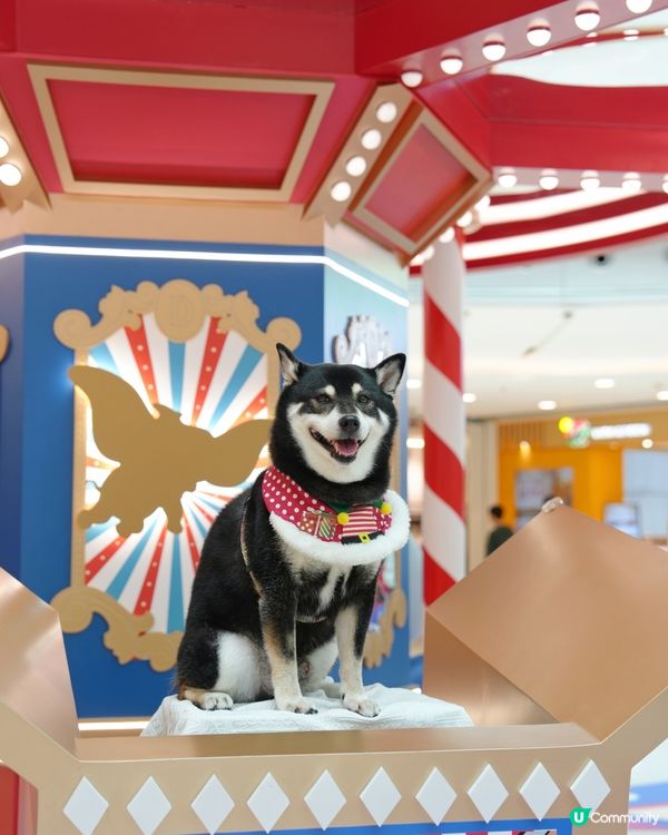 聖誕打卡Go! 小飛象影相位📸✨