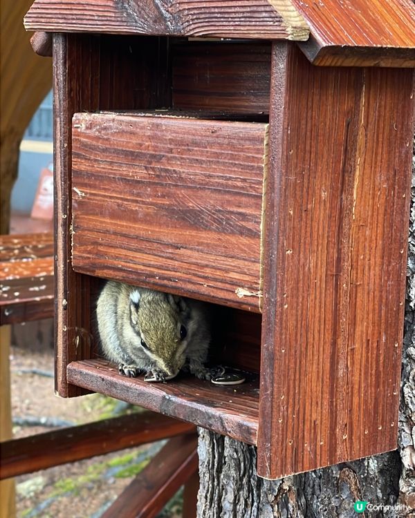 普達措靜謐漫遊，三段路線各有美！🏞️🚶‍♀️