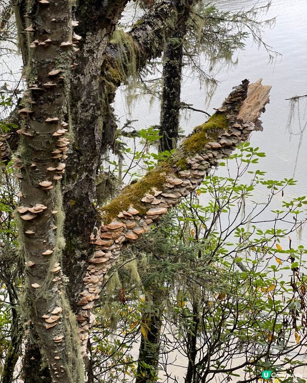 普達措靜謐漫遊，三段路線各有美！🏞️🚶‍♀️