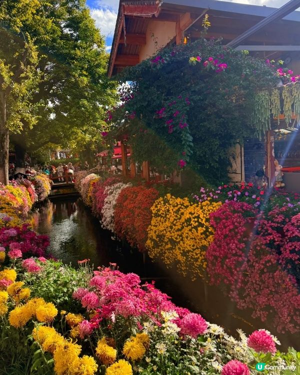 雲南麗江古城遊記：邂逅一米陽光，漫步千年石板街