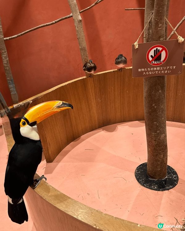 日本商場有間親子動物互動cafe,有大嘴鳥，水豚，貓頭鷹，蛇...