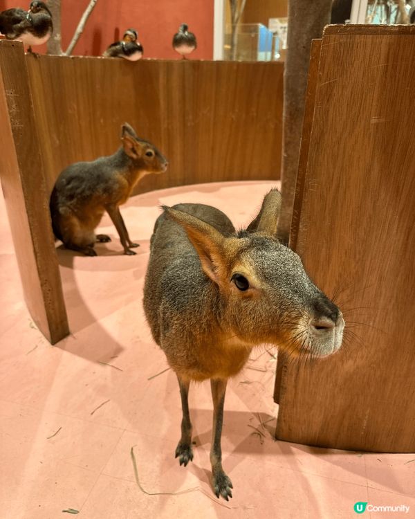 日本商場有間親子動物互動cafe,有大嘴鳥，水豚，貓頭鷹，蛇...