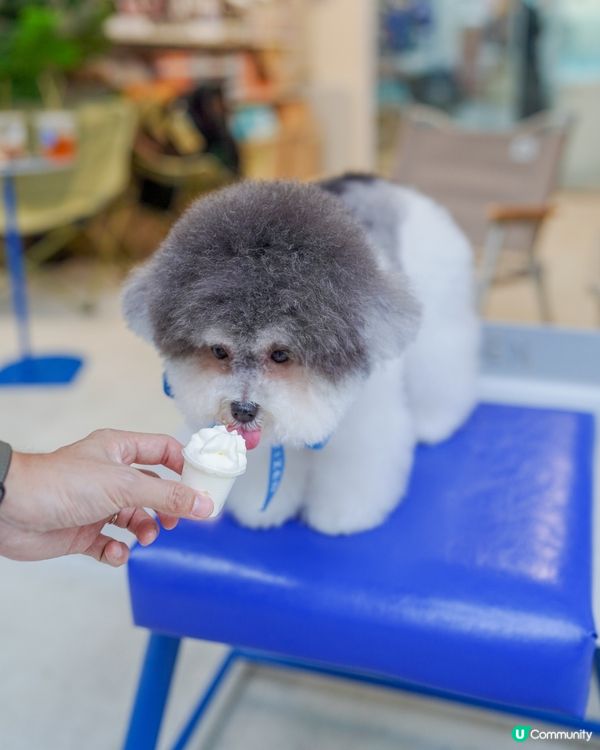 𓍲 ꪀׁׅꫀׁׅܻᨰׁׅ 人寵友善𝐜𝐚𝐟𝐞 • 上環