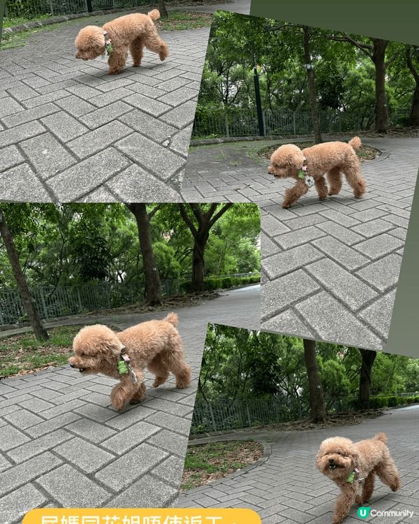 每日都會帶狗狗落街散步，放假就會同朋友一齊去郊野公園玩，天氣...