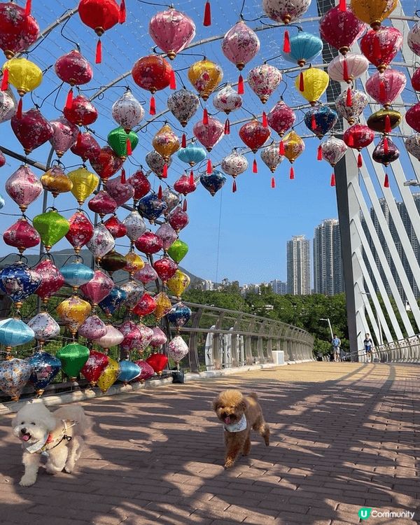 每日都會帶狗狗落街散步，放假就會同朋友一齊去郊野公園玩，天氣...