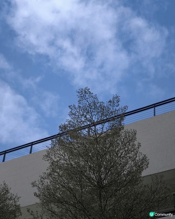 會去大棠香楓林試用驅蚊大師，11 月踏入秋天，天氣清爽，好適...