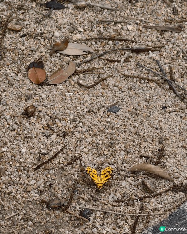 會去大棠香楓林試用驅蚊大師，11 月踏入秋天，天氣清爽，好適...