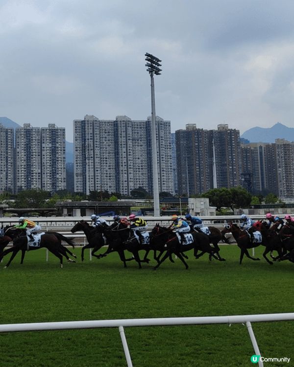 經歷沙田馬場及沙田龍華酒店，空曠又有草地地方啲蚊真係又多又睇...