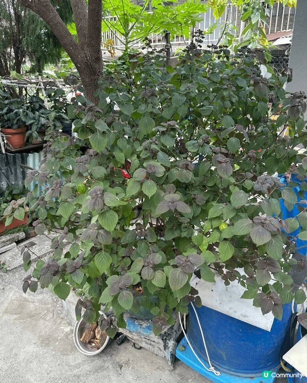 室外郊外很多花花草草大樹，又特別多昆虫蚊子