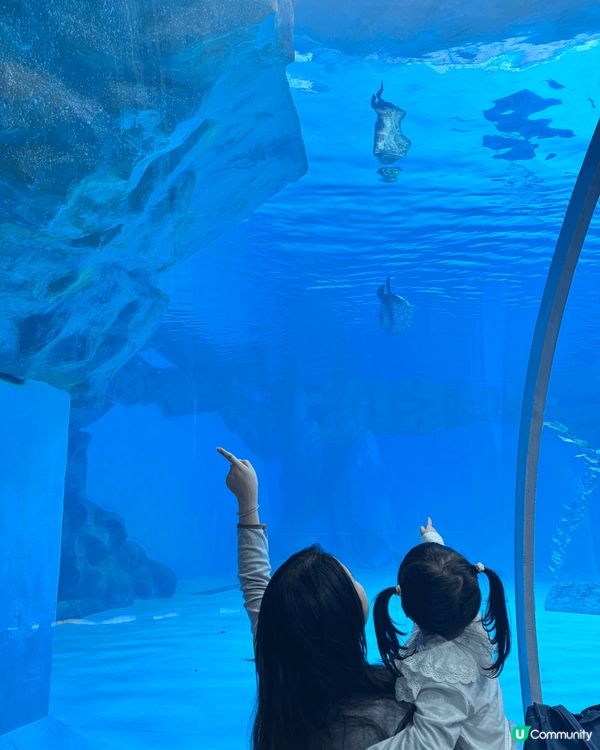 20251026 啱啱同埋小朋友一家三口去海洋公園萬聖節玩，...
