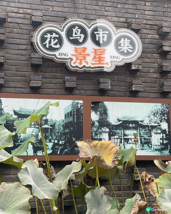 昆明老街嘆茶🍵，酒杯樓下聽風！🌬️