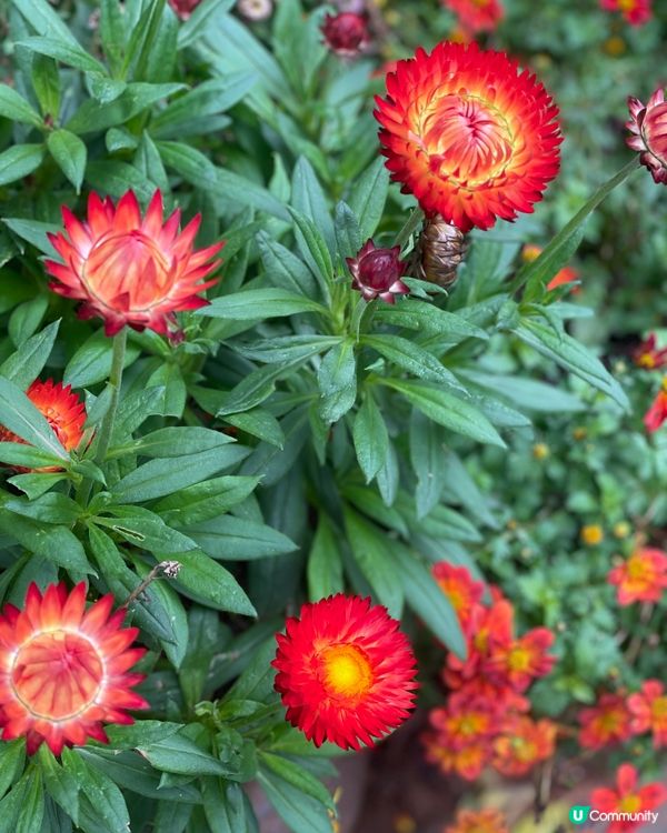 昆明老街嘆茶🍵，酒杯樓下聽風！🌬️