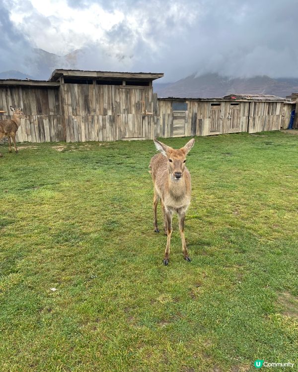 麗思漫香格里拉草原靜旅！🐑🏔️