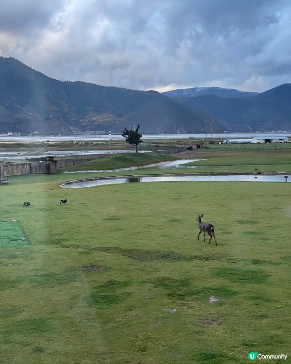 麗思漫香格里拉草原靜旅！🐑🏔️