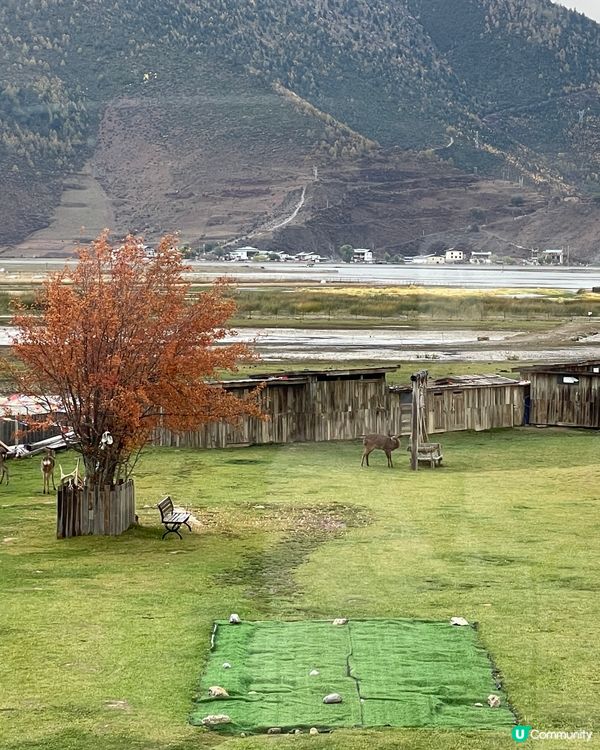 麗思漫香格里拉草原靜旅！🐑🏔️