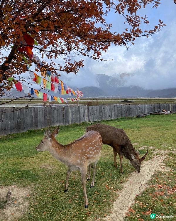 麗思漫香格里拉草原靜旅！🐑🏔️