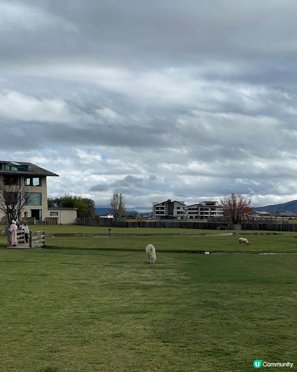麗思漫香格里拉草原靜旅！🐑🏔️