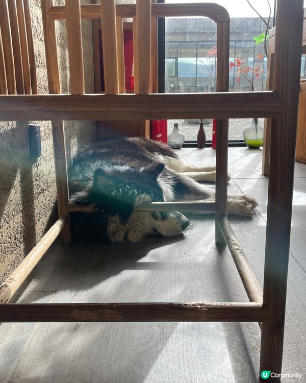 麗思漫香格里拉草原靜旅！🐑🏔️