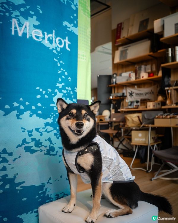 韓國寵物生活品牌Merlot快閃店