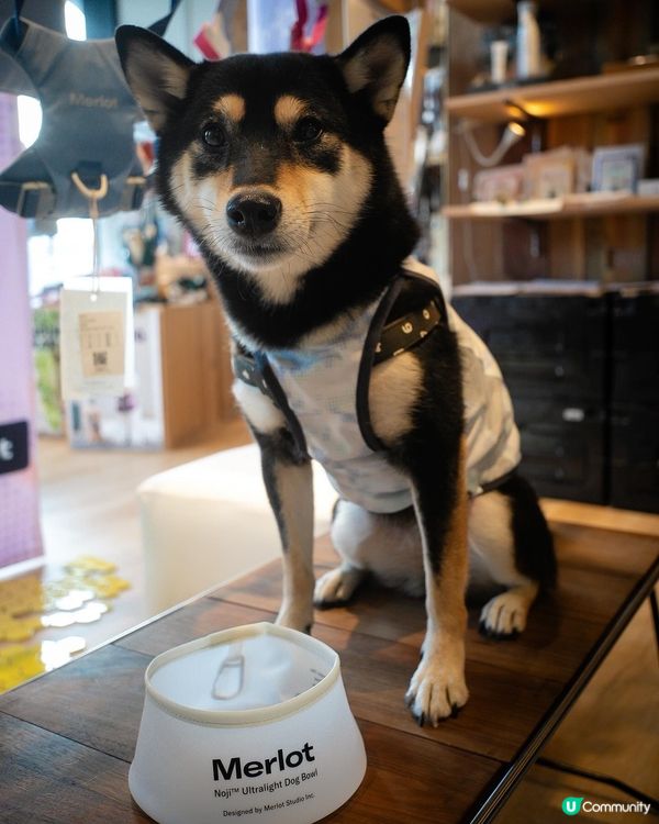 韓國寵物生活品牌Merlot快閃店