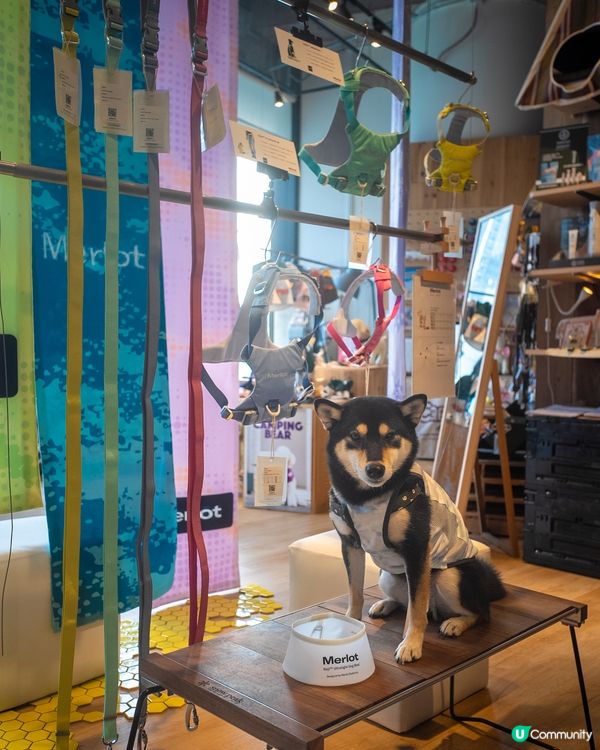 韓國寵物生活品牌Merlot快閃店