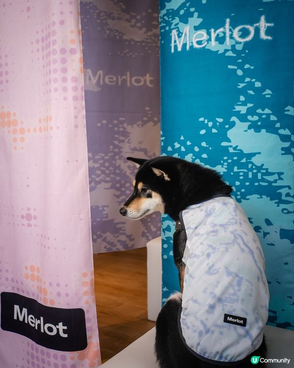 韓國寵物生活品牌Merlot快閃店