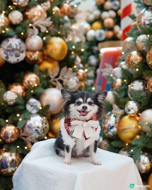 有笑容嘅聖誕特輯🎄